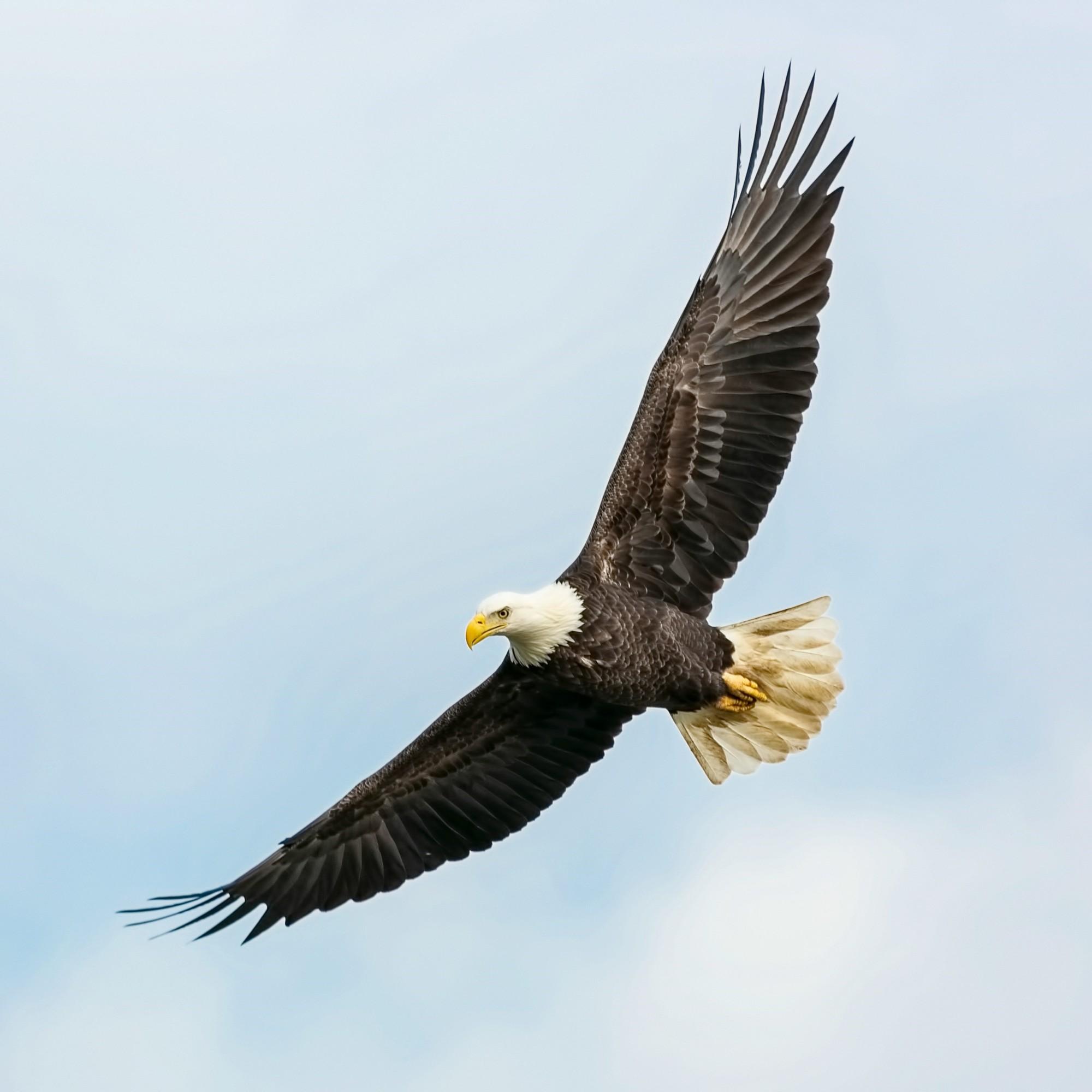 Bald Eagle